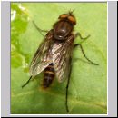 Thereva sp - Stilettfliege 01b 11mm.jpg